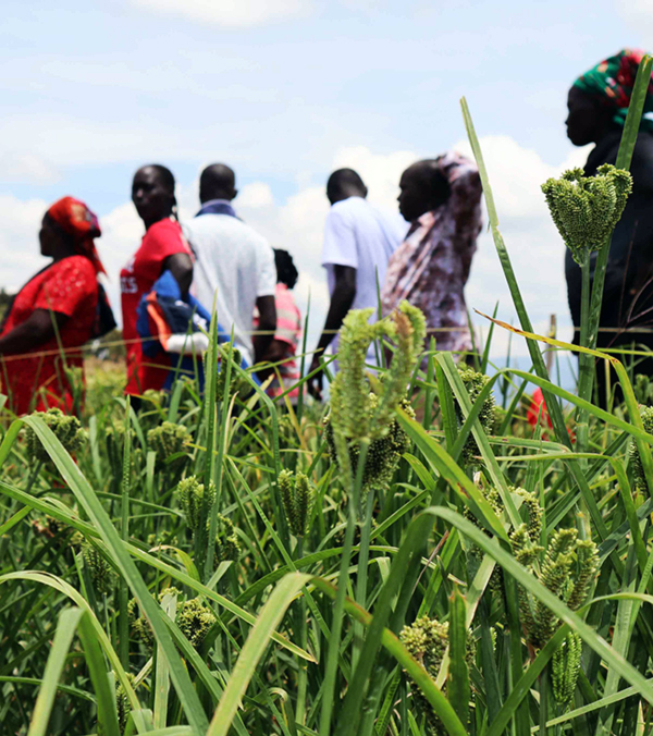 katc_research_finger_millet
